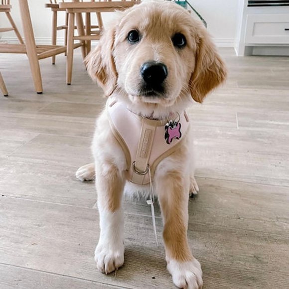 PETsRUS Premium No Pull Dog Harness 2 Leash Clips Beige Leather Neoprene Ivory - Picture 8 of 12